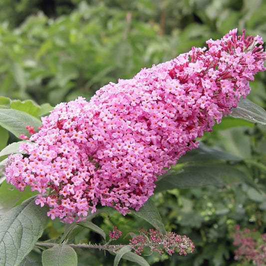 Buddleja davidii 'Pink Delight'