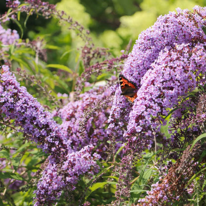 Buddleja davidii 'Wisteria Lane'