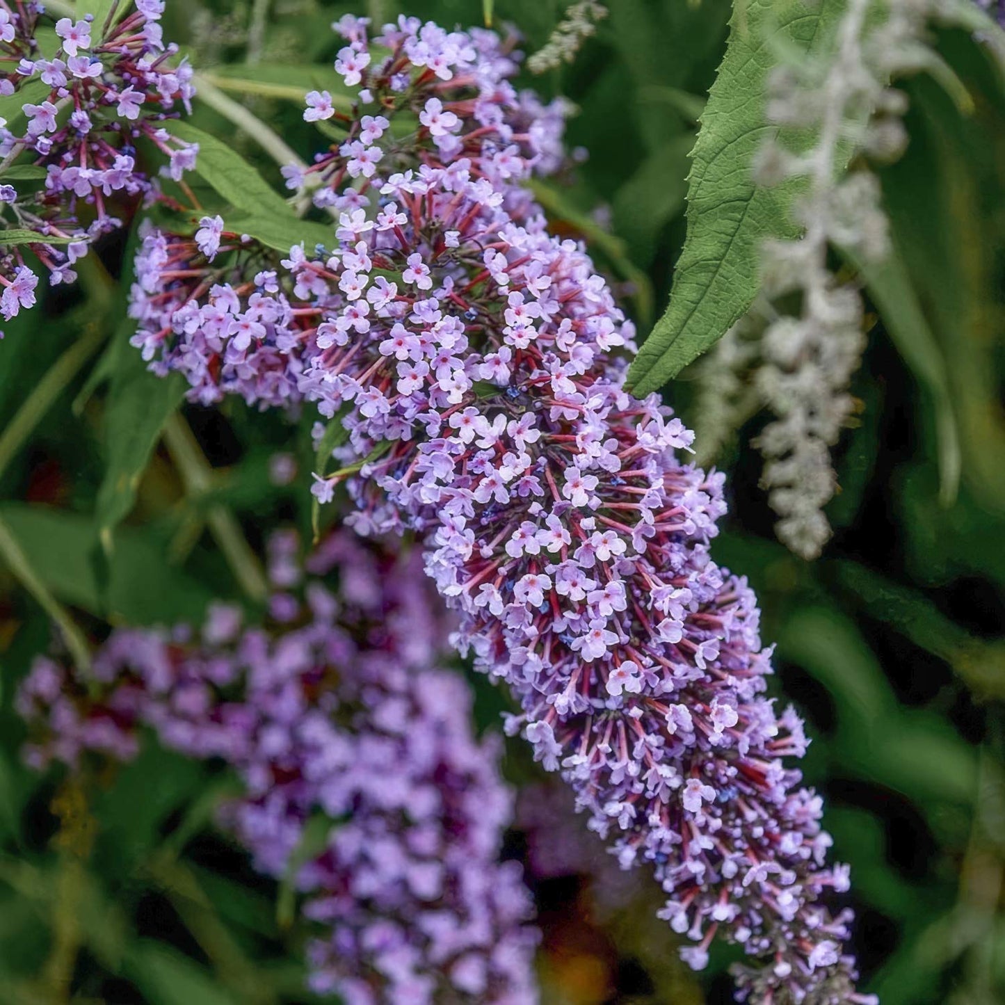 Buddleja davidii 'Wisteria Lane'