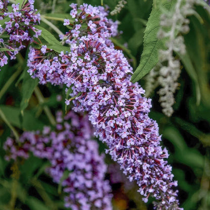 Buddleja davidii 'Wisteria Lane'