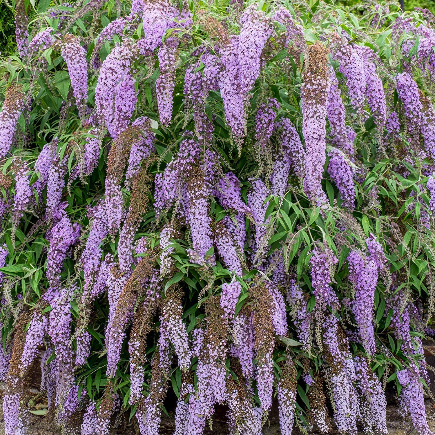 Buddleja davidii 'Wisteria Lane'