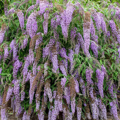 Buddleja davidii 'Wisteria Lane'