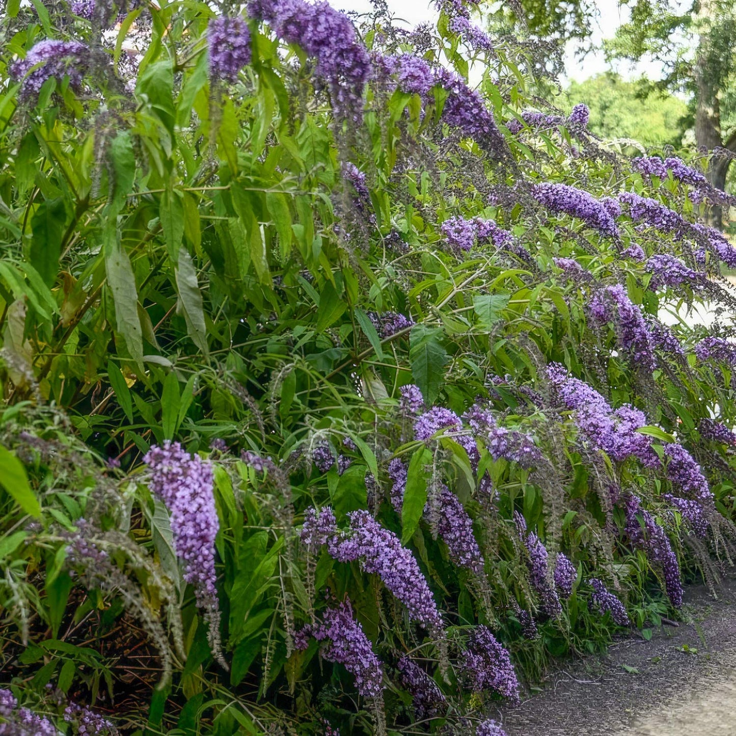 Buddleja davidii 'Wisteria Lane'