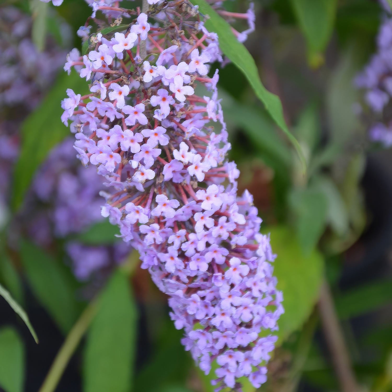 Buddleja davidii 'Wisteria Lane'