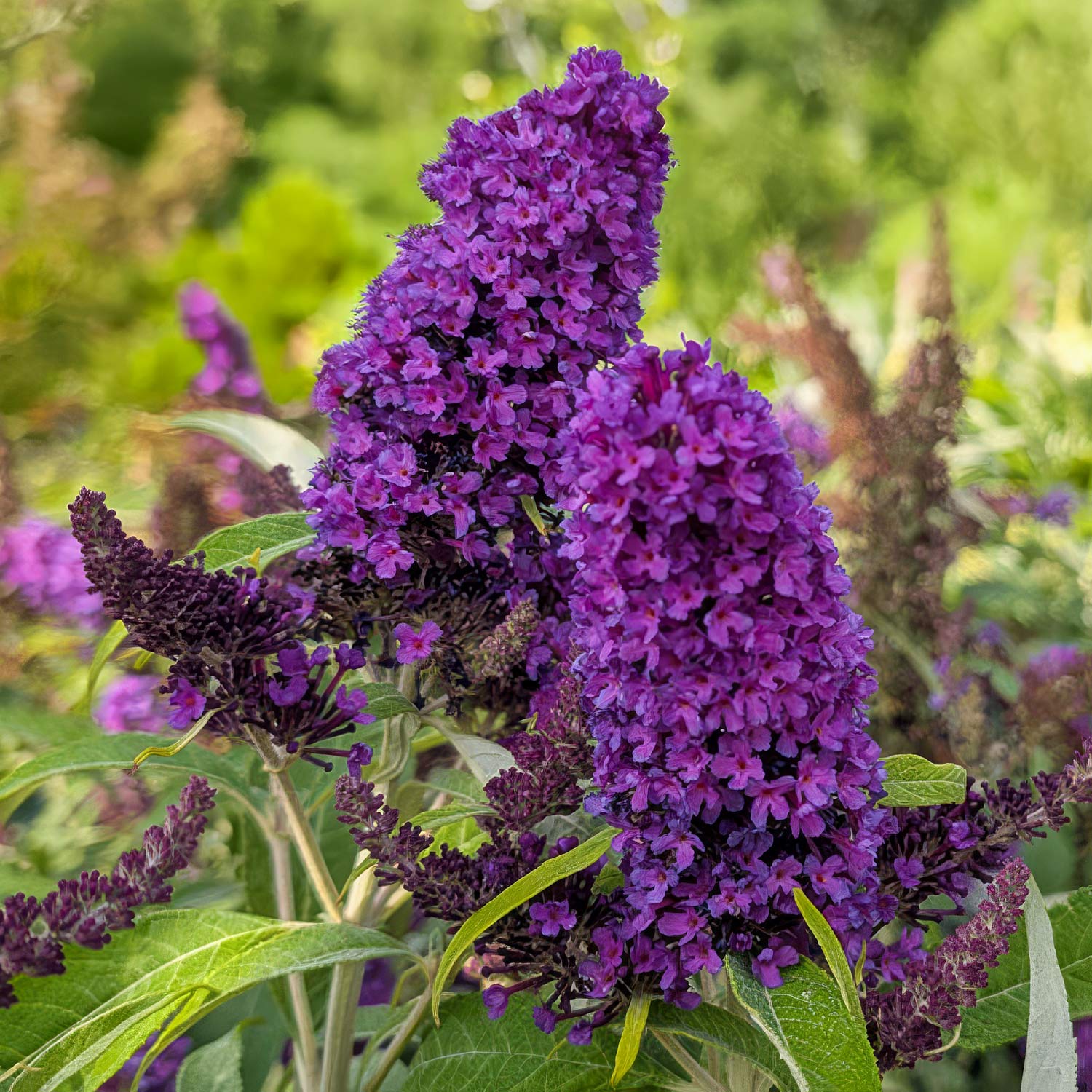 Buddleja 'Little Purple' (Butterfly Candy Series)