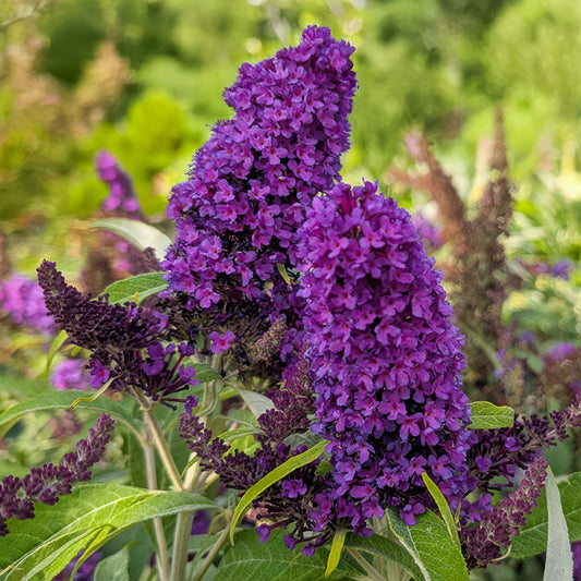 Buddleja 'Little Purple' (Butterfly Candy Series)