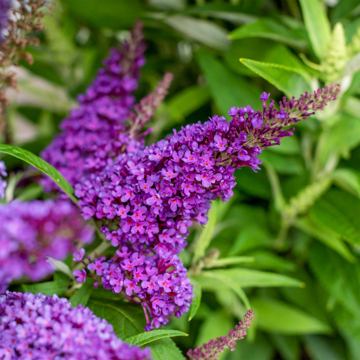 Buddleja 'Little Purple' (Butterfly Candy Series)