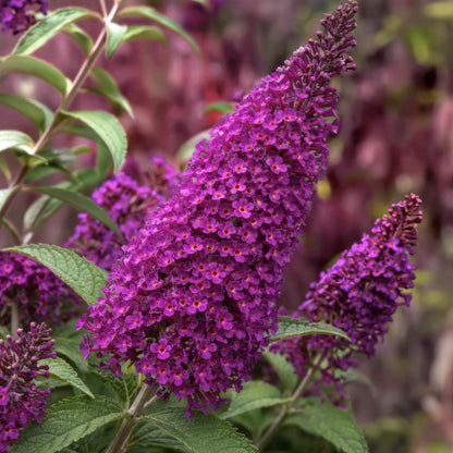 Buddleja 'Magenta Munchkin'