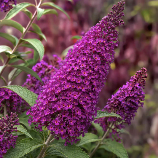 Buddleja 'Magenta Munchkin'