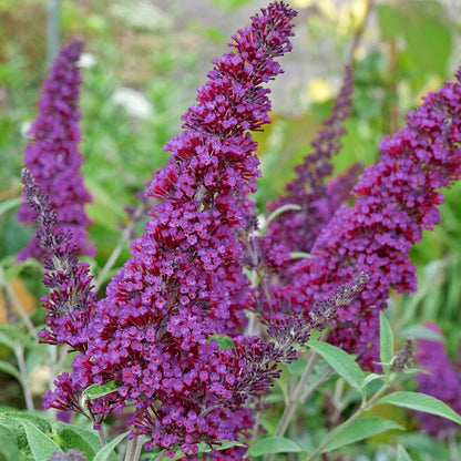 Buddleja 'Magenta Munchkin'