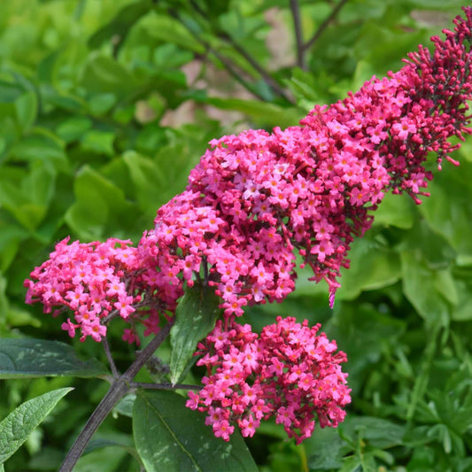 Buddleja davidii 'Prince Charming'