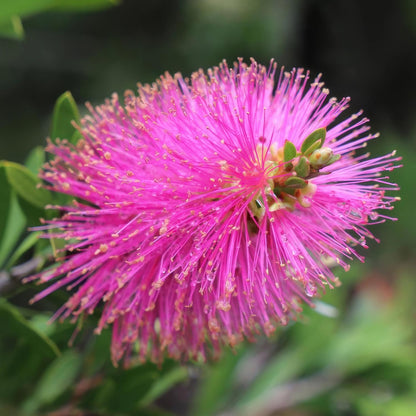 Callistemon viminalis 'Hot Pink'