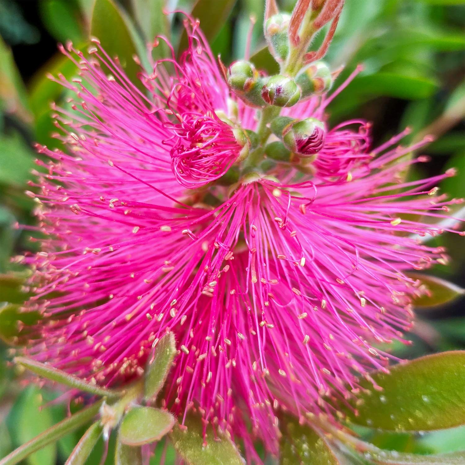 Callistemon viminalis 'Hot Pink'