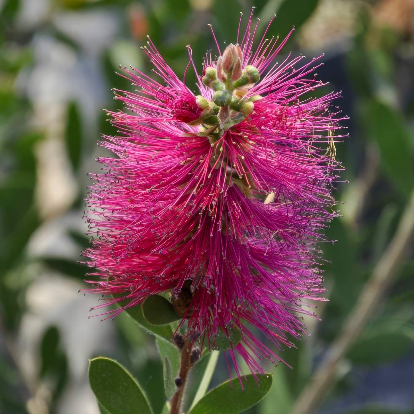 Callistemon viminalis 'Hot Pink'