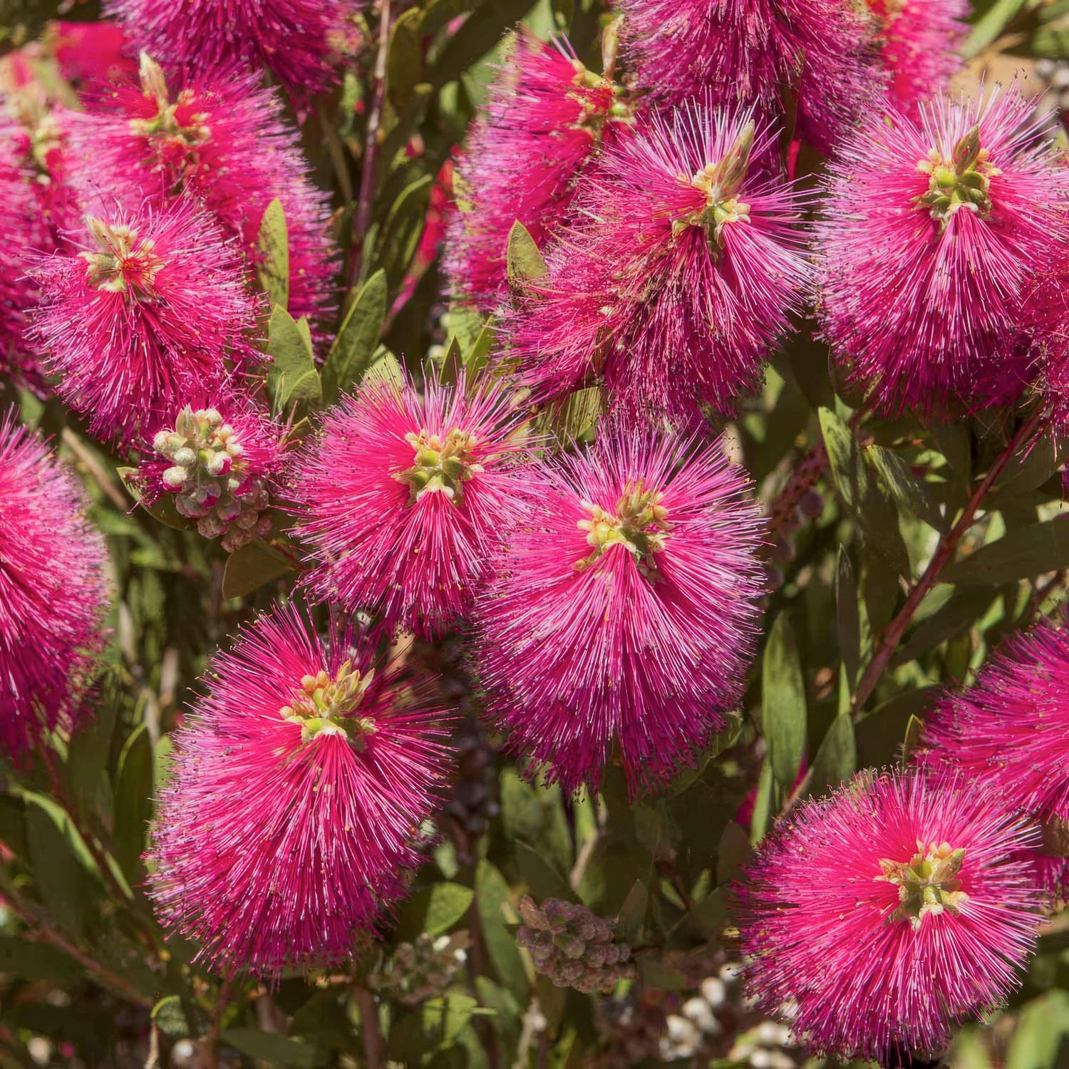 Callistemon viminalis ‘Hot Pink’ | Vibrant Bottlebrush Shrub ...