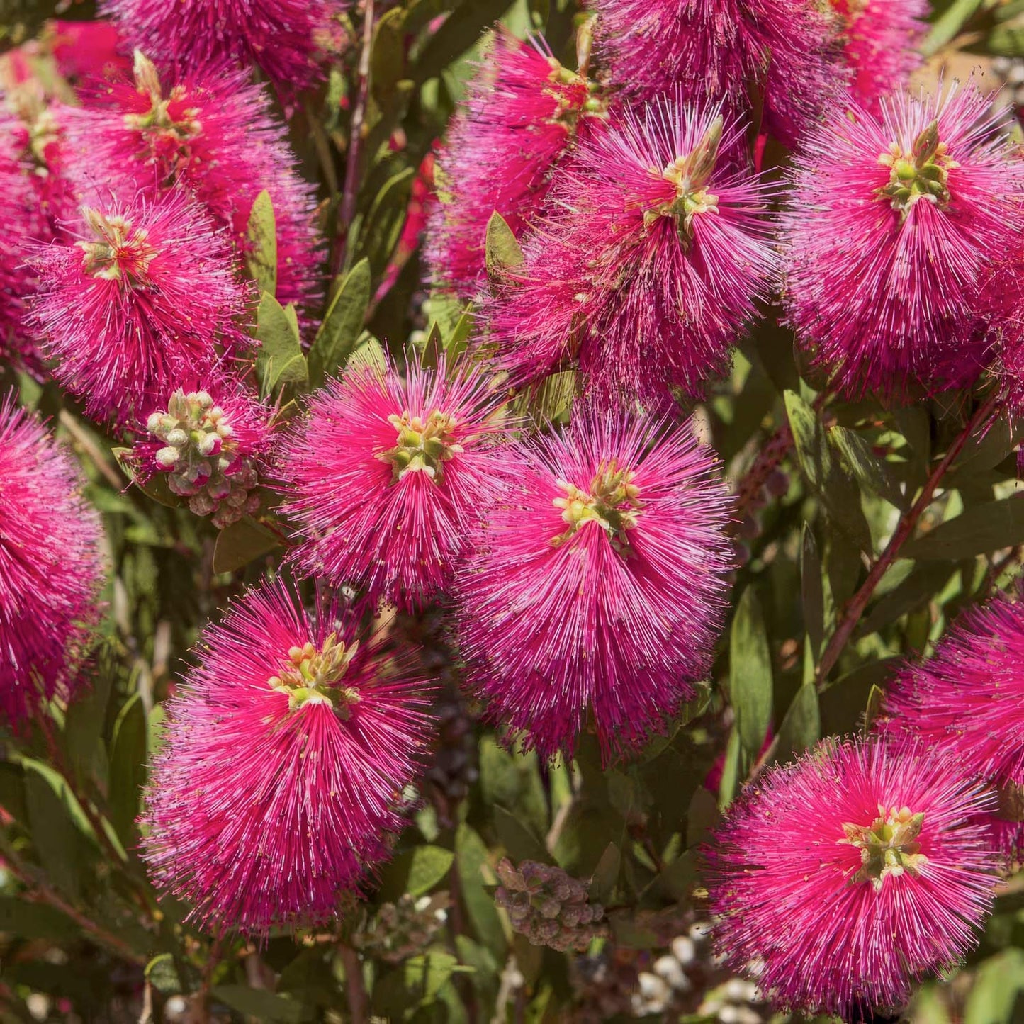 Callistemon viminalis 'Hot Pink'