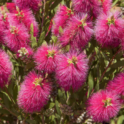 Callistemon viminalis 'Hot Pink'