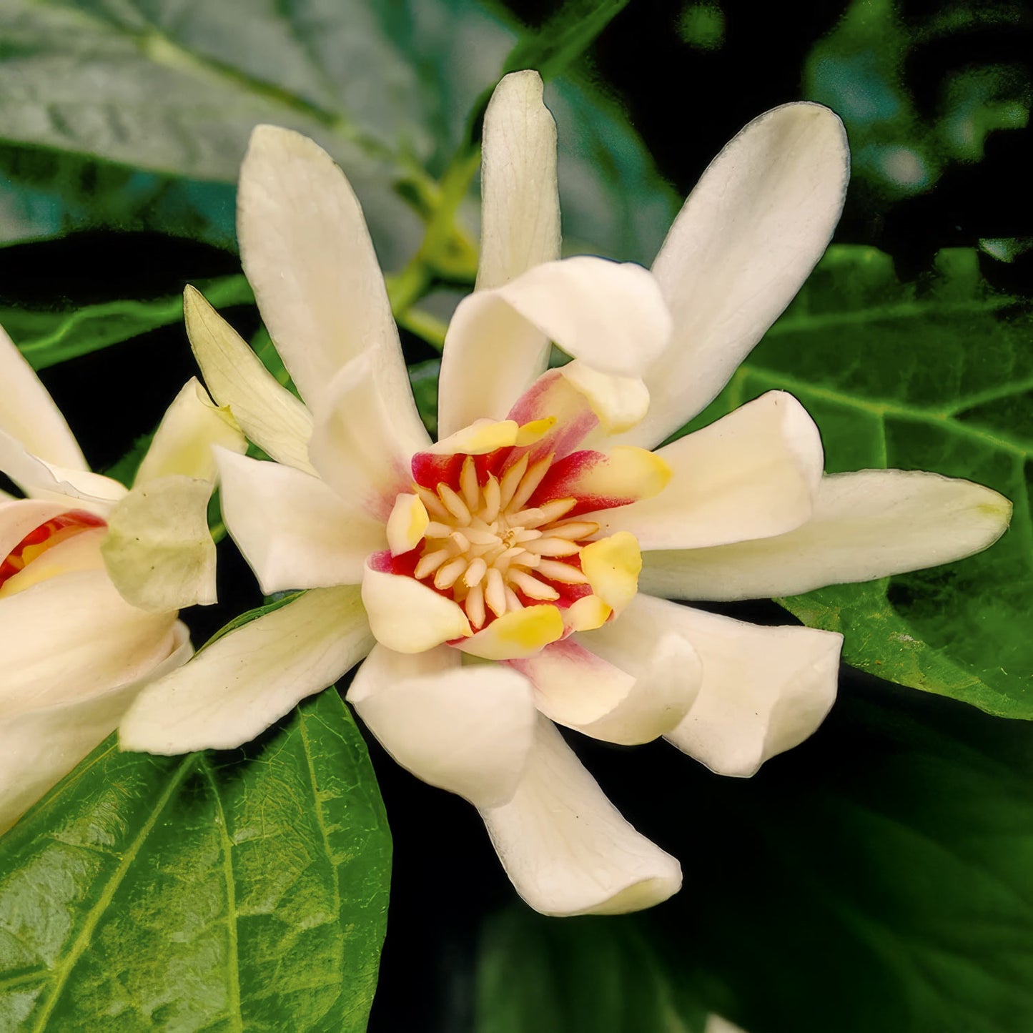 Calycanthus 'Venus'