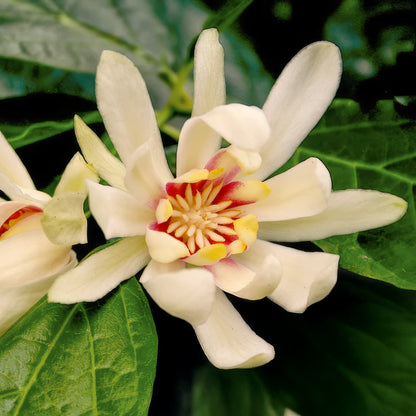 Calycanthus 'Venus'