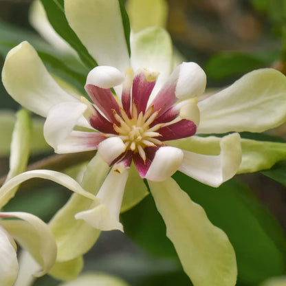 Calycanthus 'Venus'