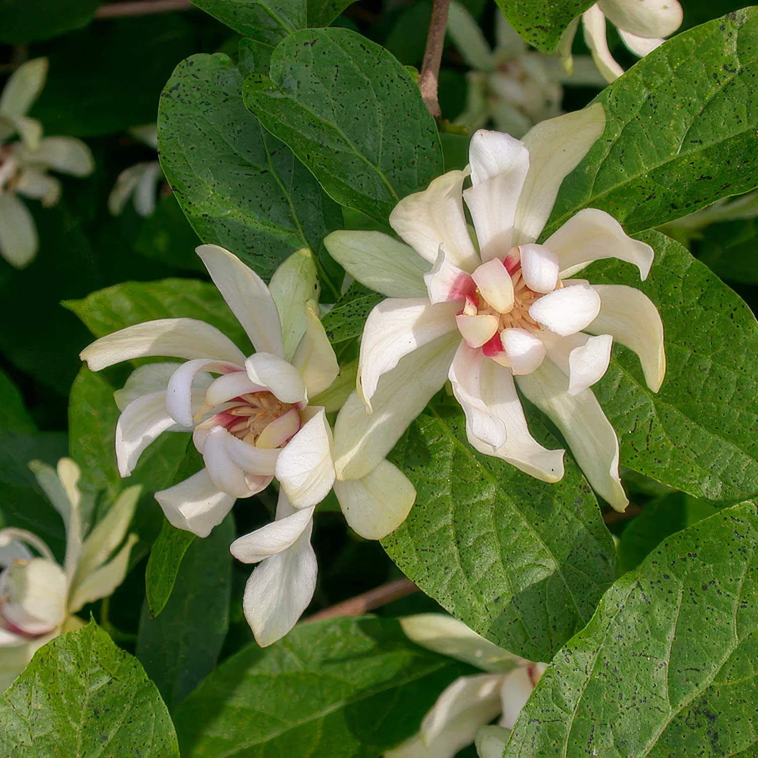 Calycanthus 'Venus'