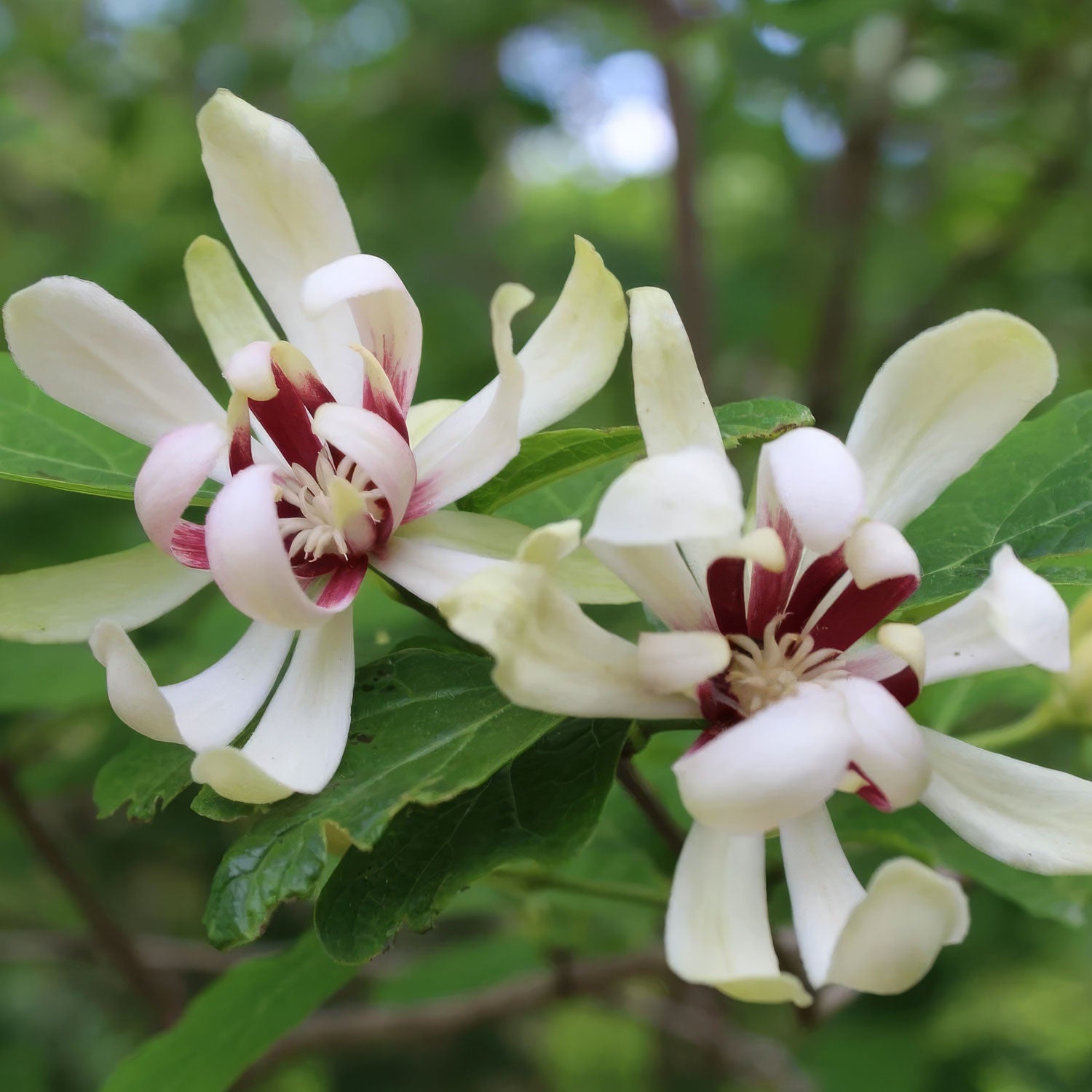 Calycanthus 'Venus'