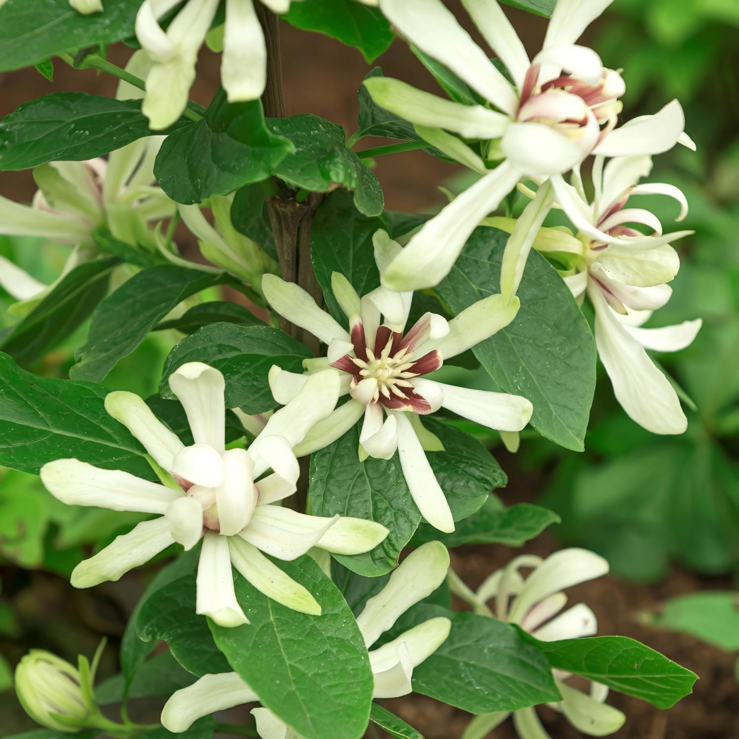 Calycanthus 'Venus'