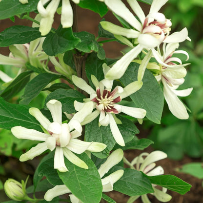 Calycanthus 'Venus'