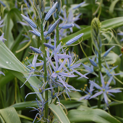 Camassia cusickii