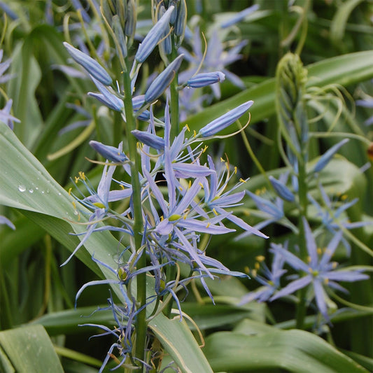 Camassia cusickii
