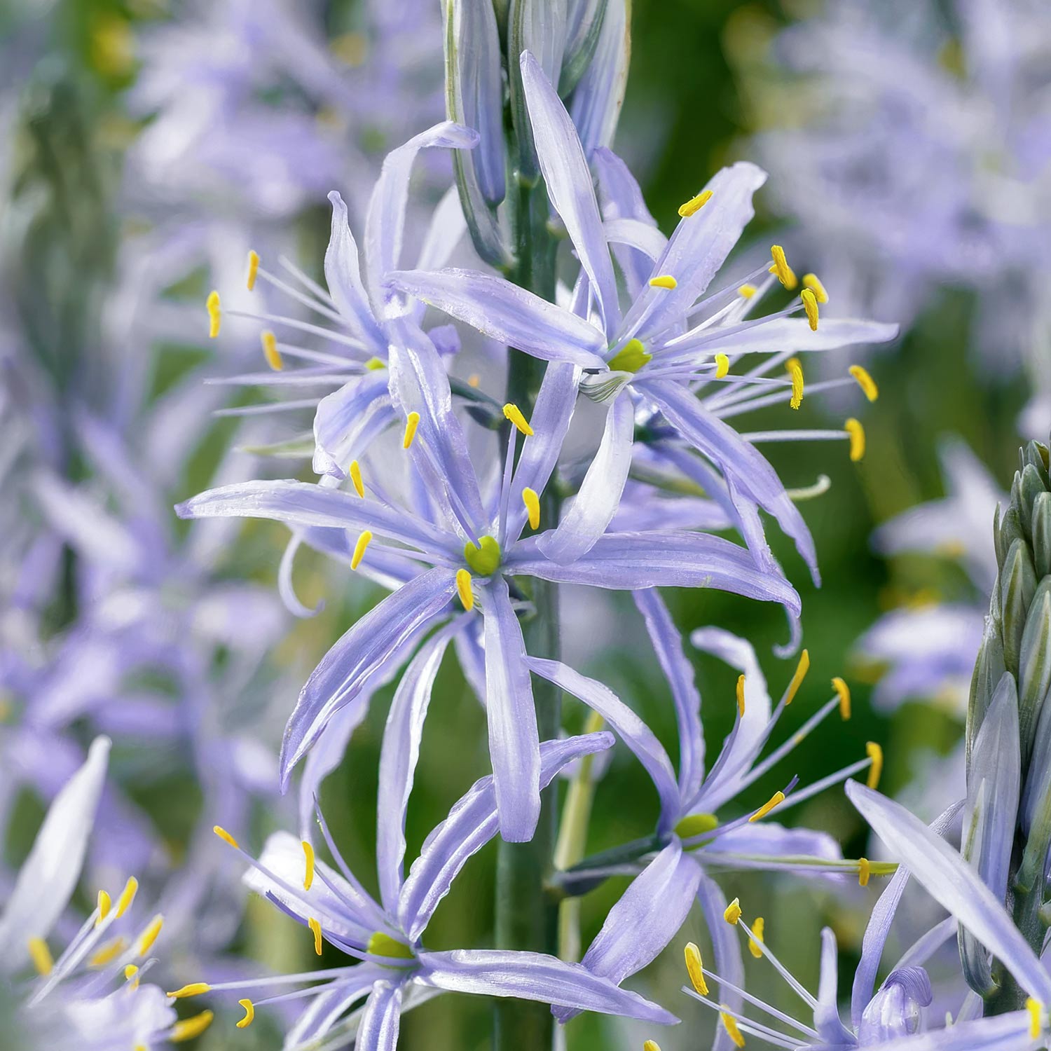 Camassia cusickii