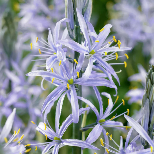 Camassia cusickii