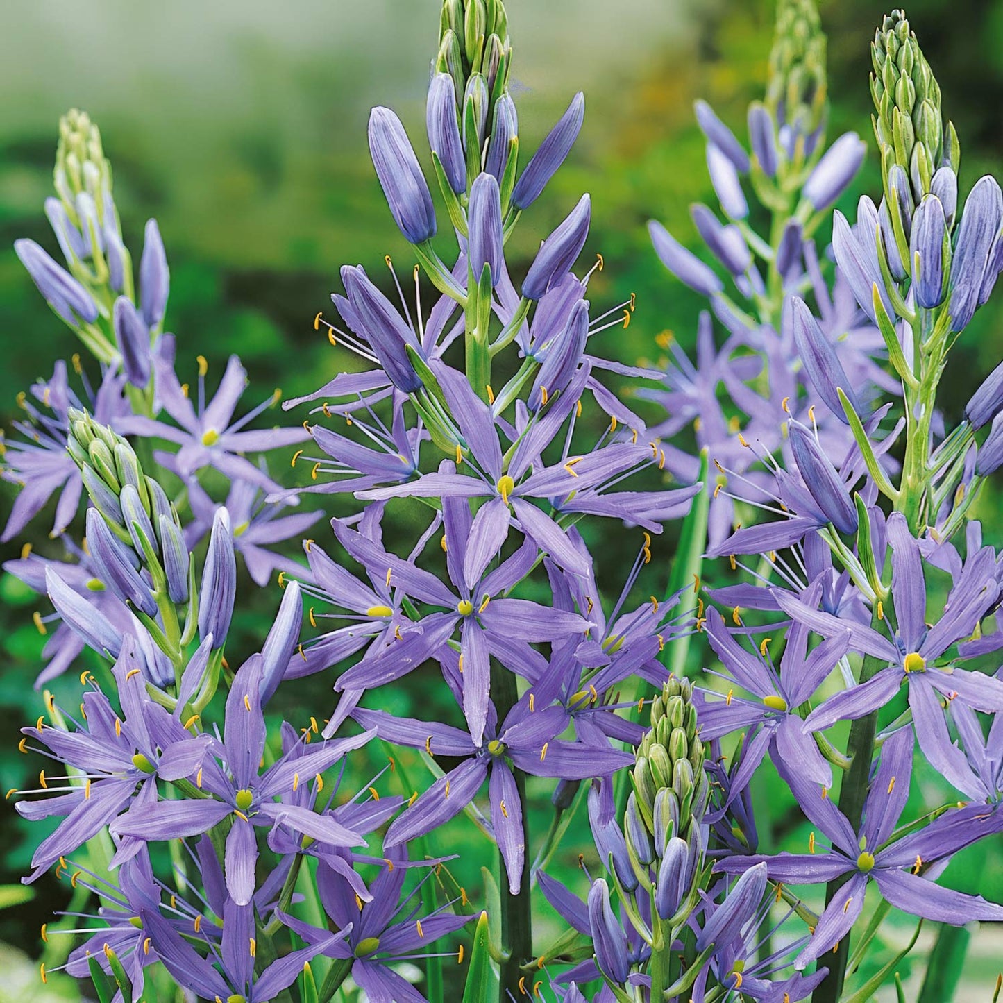 Camassia leichtlinii subsp. suksdorfii Caerulea Group