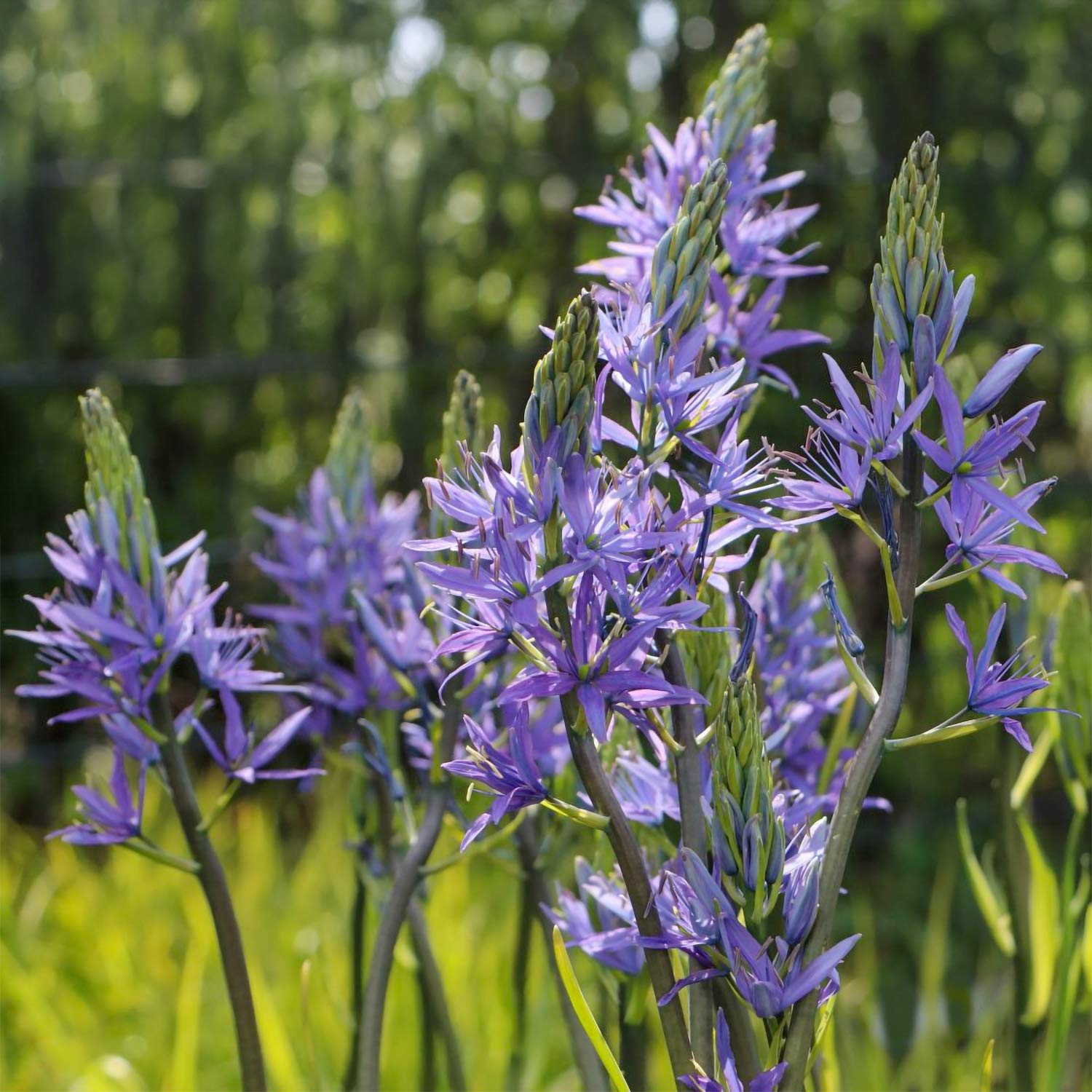 Camassia leichtlinii Caerulea