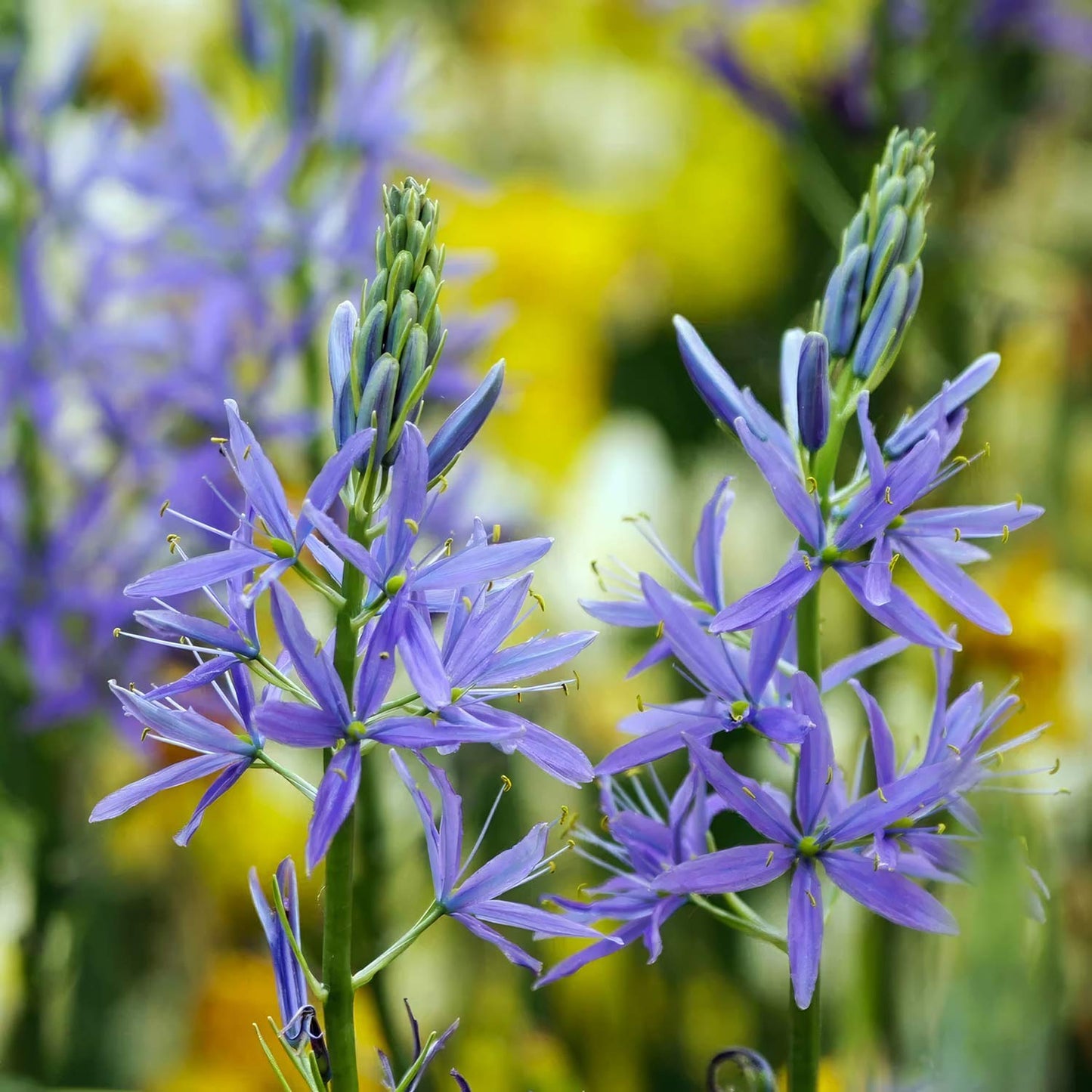 Camassia leichtlinii subsp. suksdorfii Caerulea Group