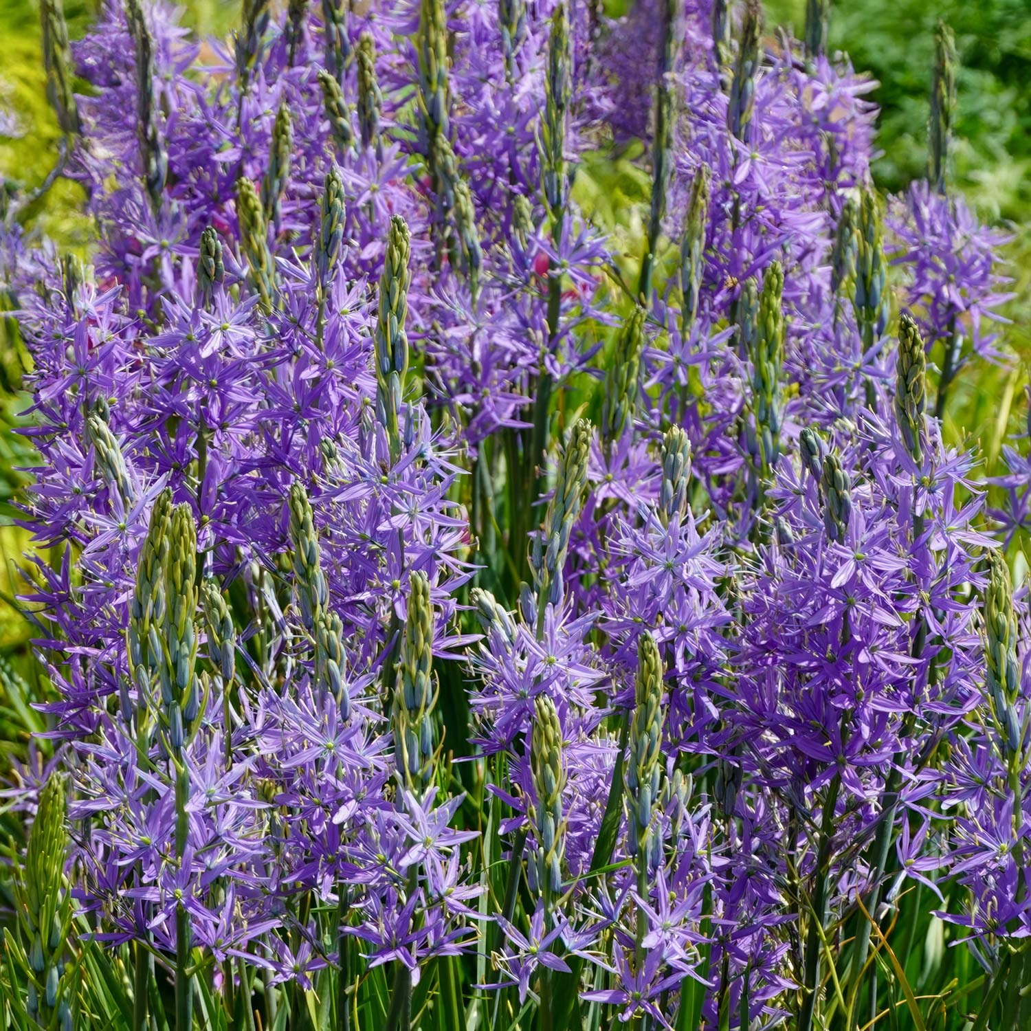 Camassia leichtlinii subsp. suksdorfii Caerulea Group