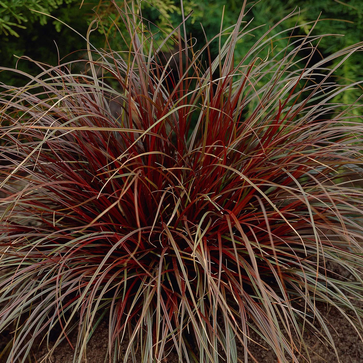 Carex punicea (Uncinia rubra)
