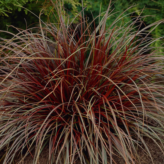 Carex punicea (Uncinia rubra)