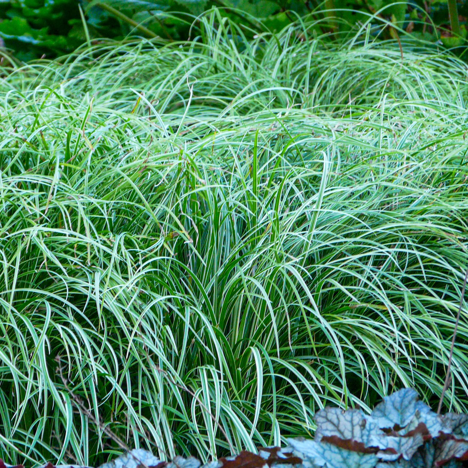 Carex 'Silver Sceptre'
