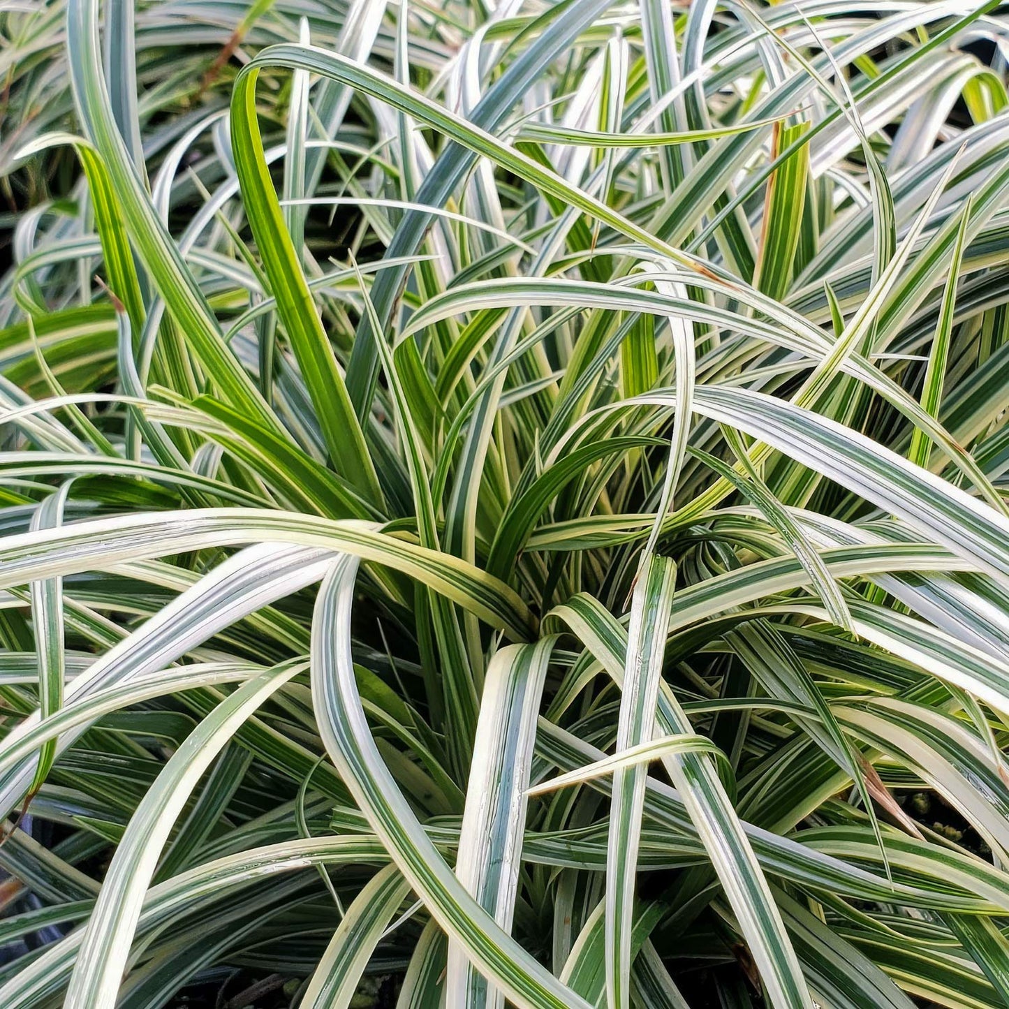 Carex 'Silver Sceptre'