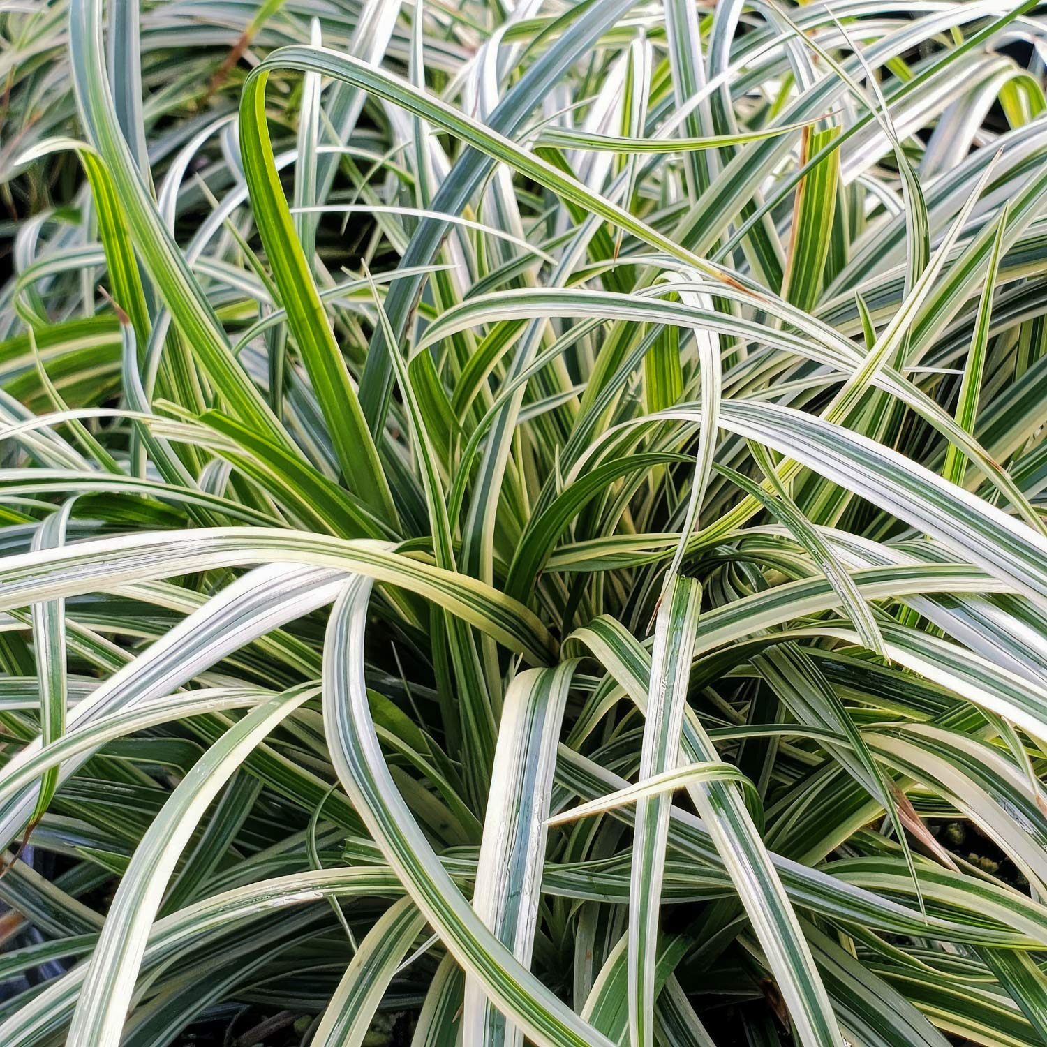 Carex 'Silver Sceptre'