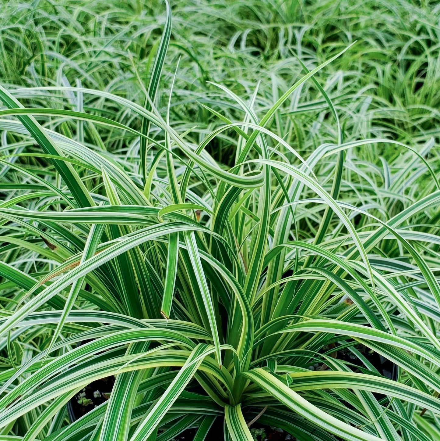 Carex 'Silver Sceptre'