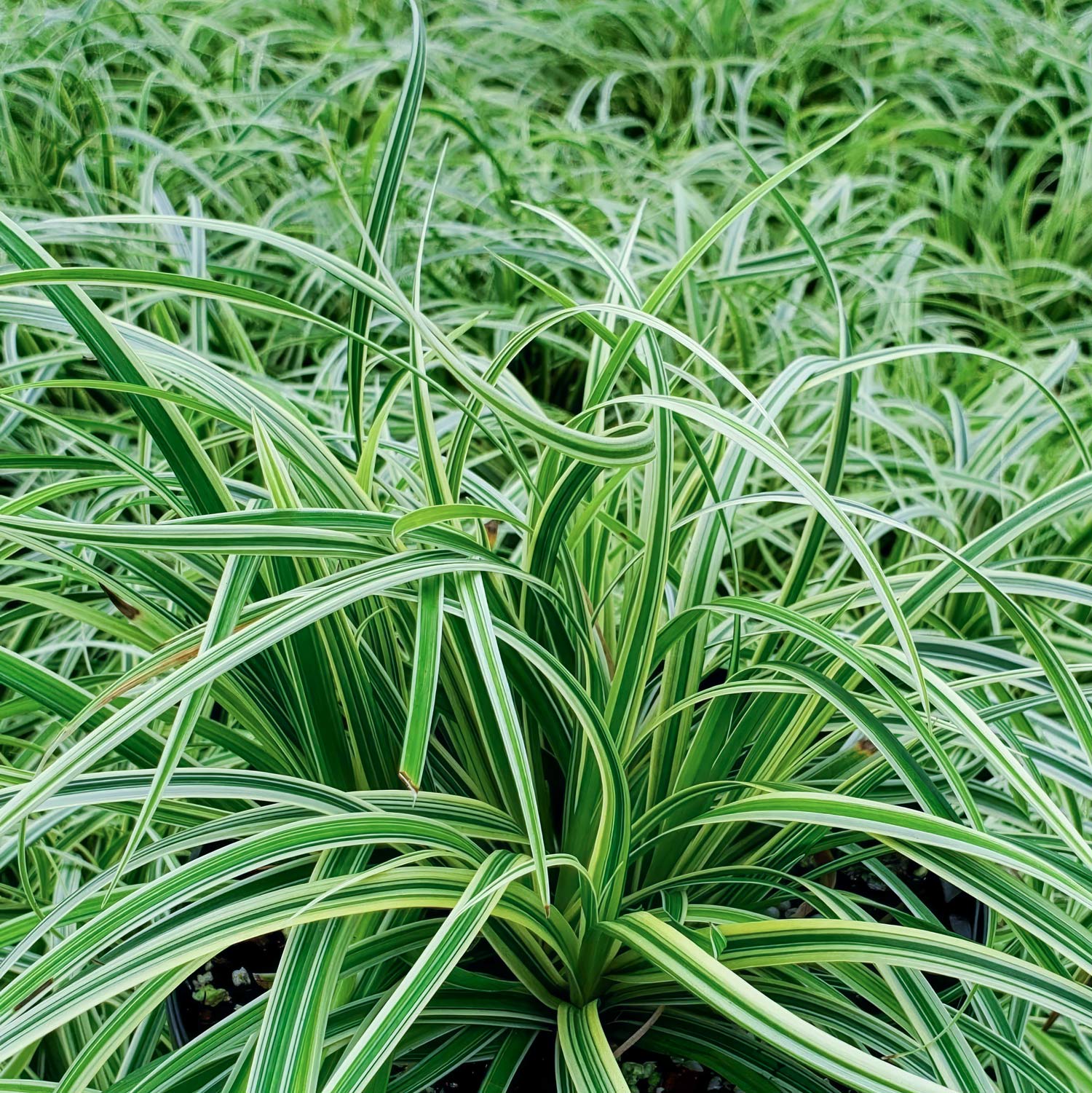 Carex 'Silver Sceptre'