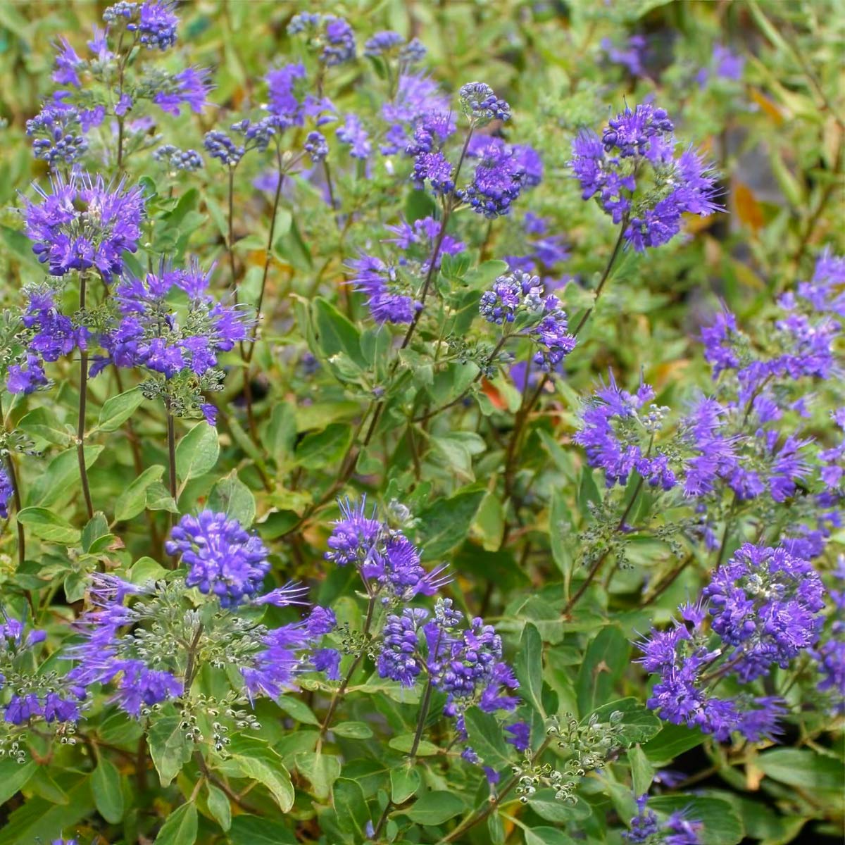 Caryopteris x clandonensis 'Dark Knight'