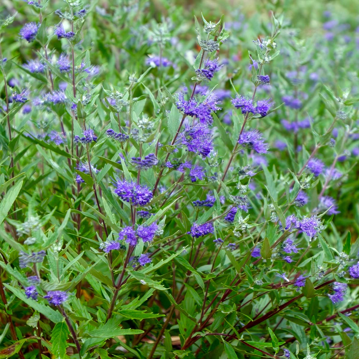 Caryopteris X Clandonensis Dark Knight Barnsdale Gardens caryopteris-x-clandonensis-dark-knight-barnsdale-gardens