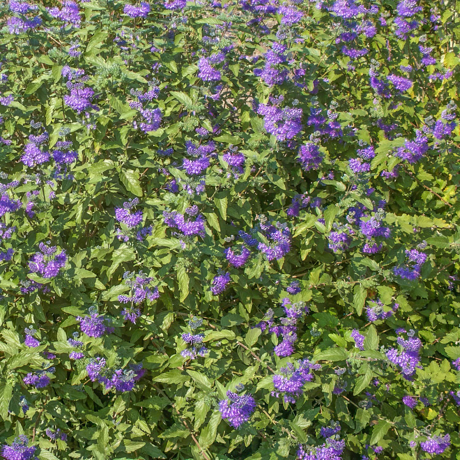 Caryopteris x clandonensis 'Kew Blue'