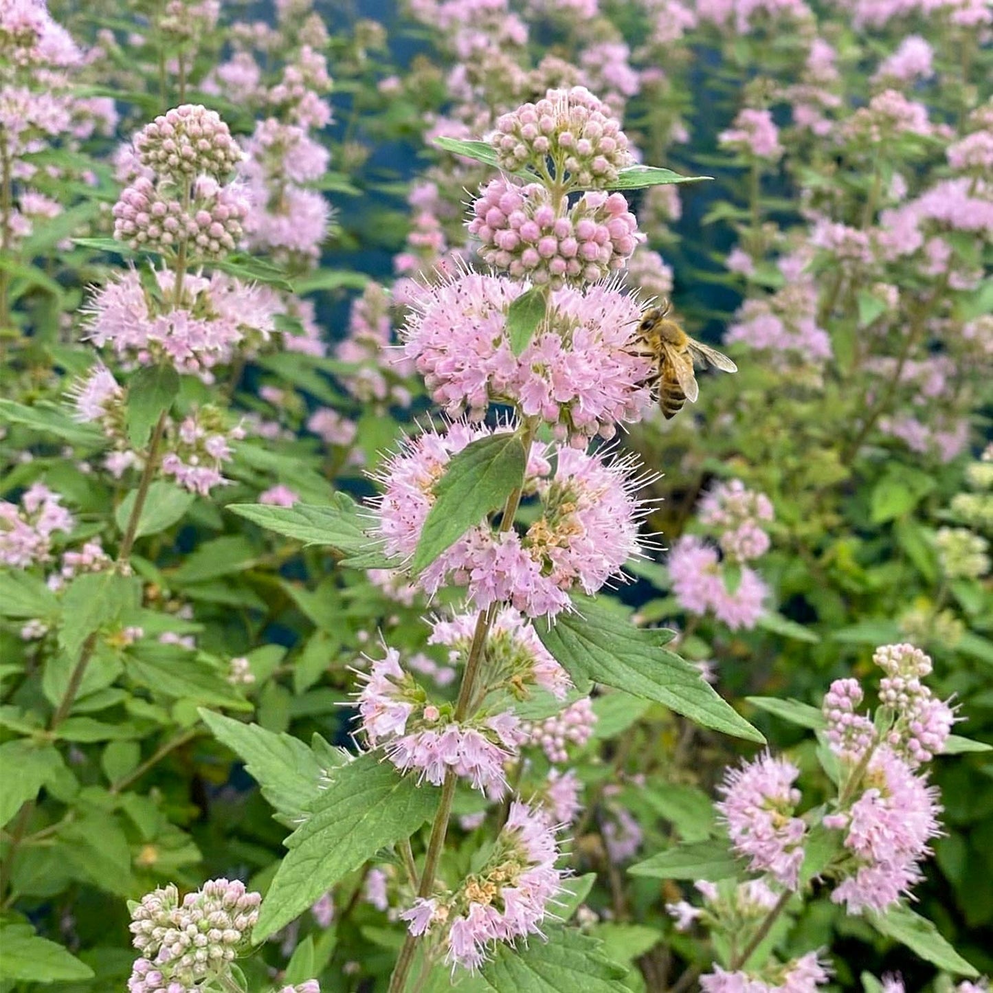 Caryopteris x clandonensis 'Stephi'