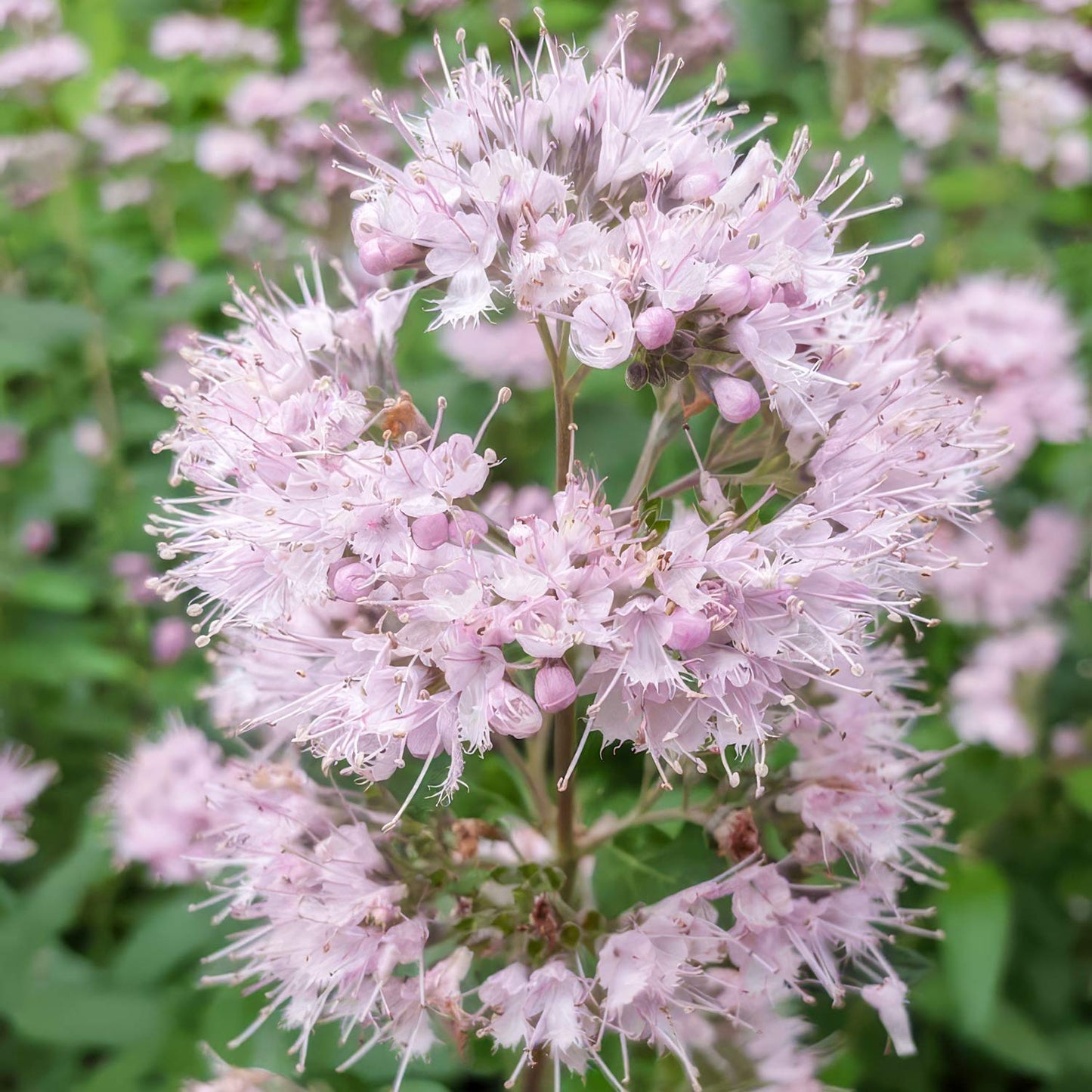 Caryopteris x clandonensis 'Stephi'