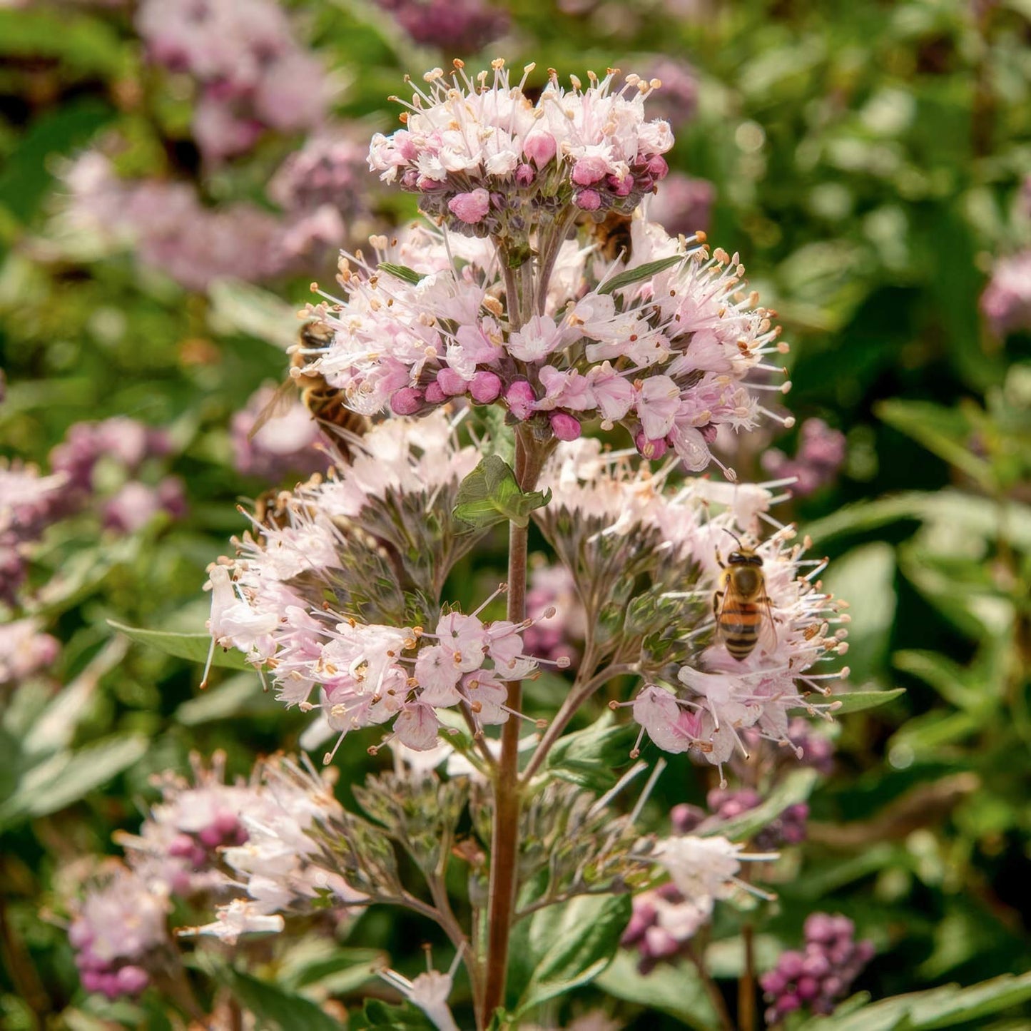 Caryopteris x clandonensis 'Stephi'