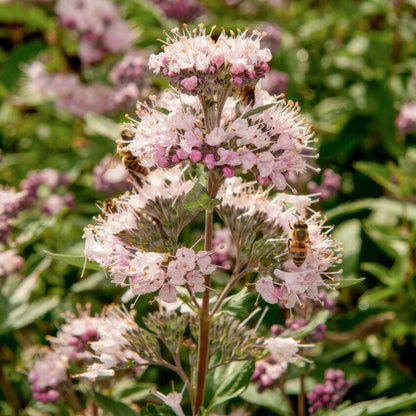 Caryopteris x clandonensis 'Stephi'